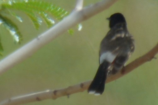 Red-vented Bulbul - ML619798491