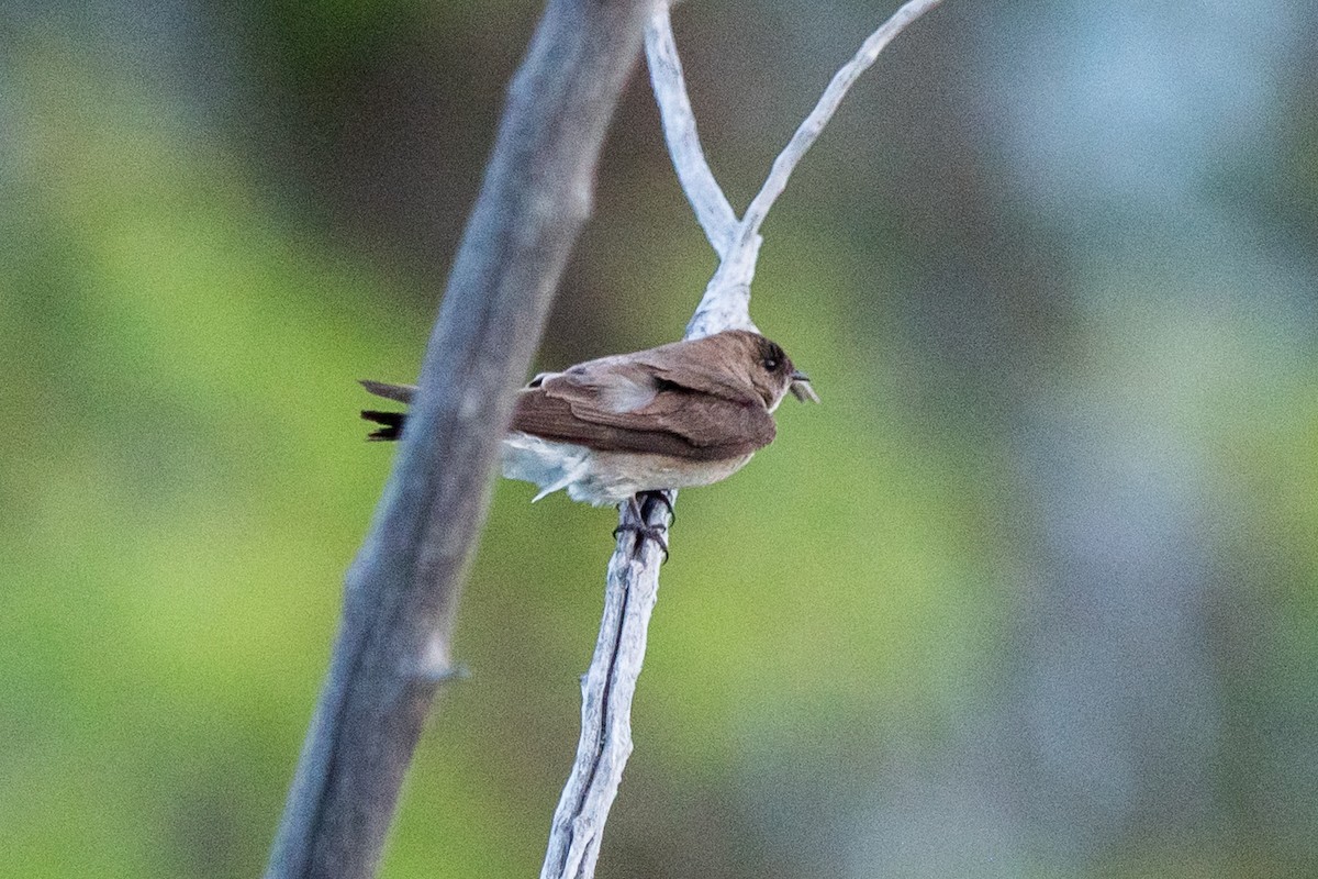 Northern Rough-winged Swallow - ML619798501