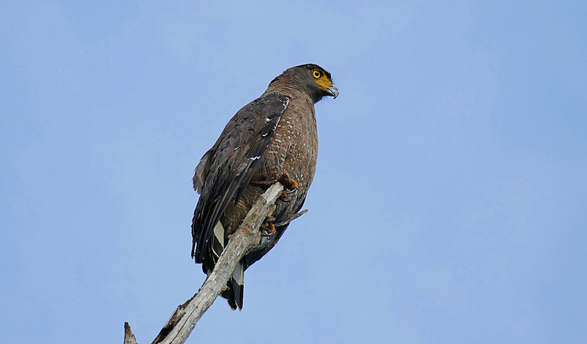 Crested Serpent-Eagle - ML619798540