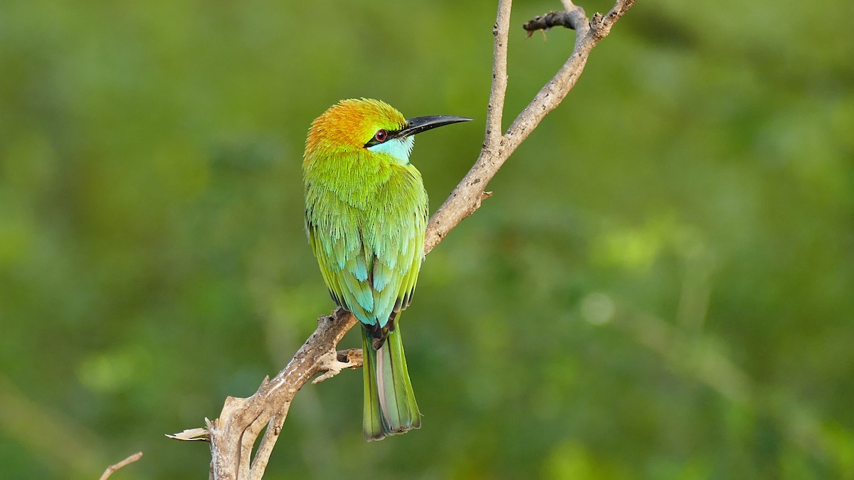 Asian Green Bee-eater - ML619798541