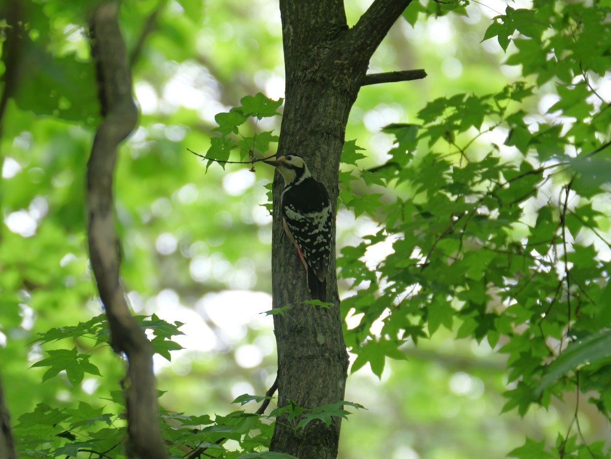 White-backed Woodpecker - ML619798548