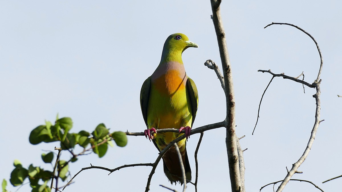Orange-breasted Green-Pigeon - ML619798566