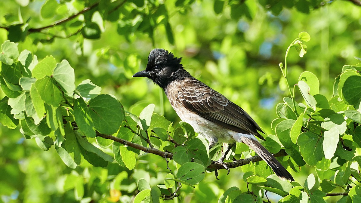 Red-vented Bulbul - ML619798581