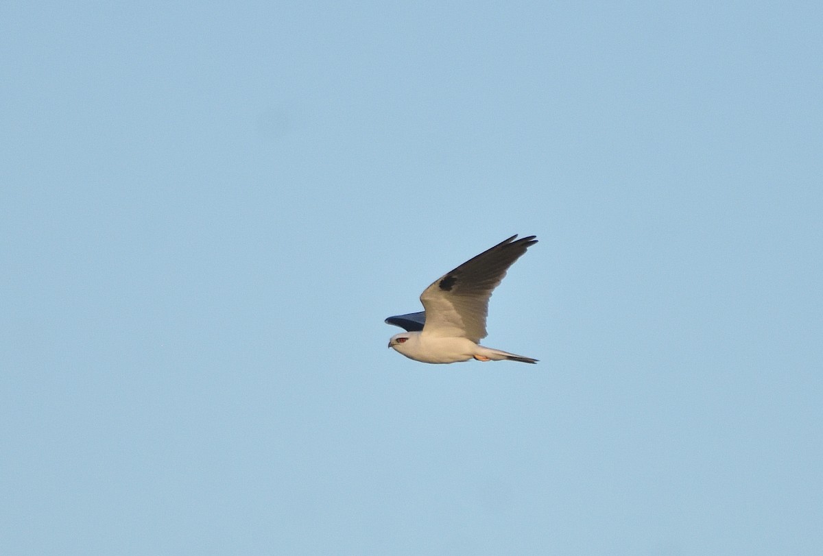 Black-shouldered Kite - ML619798592