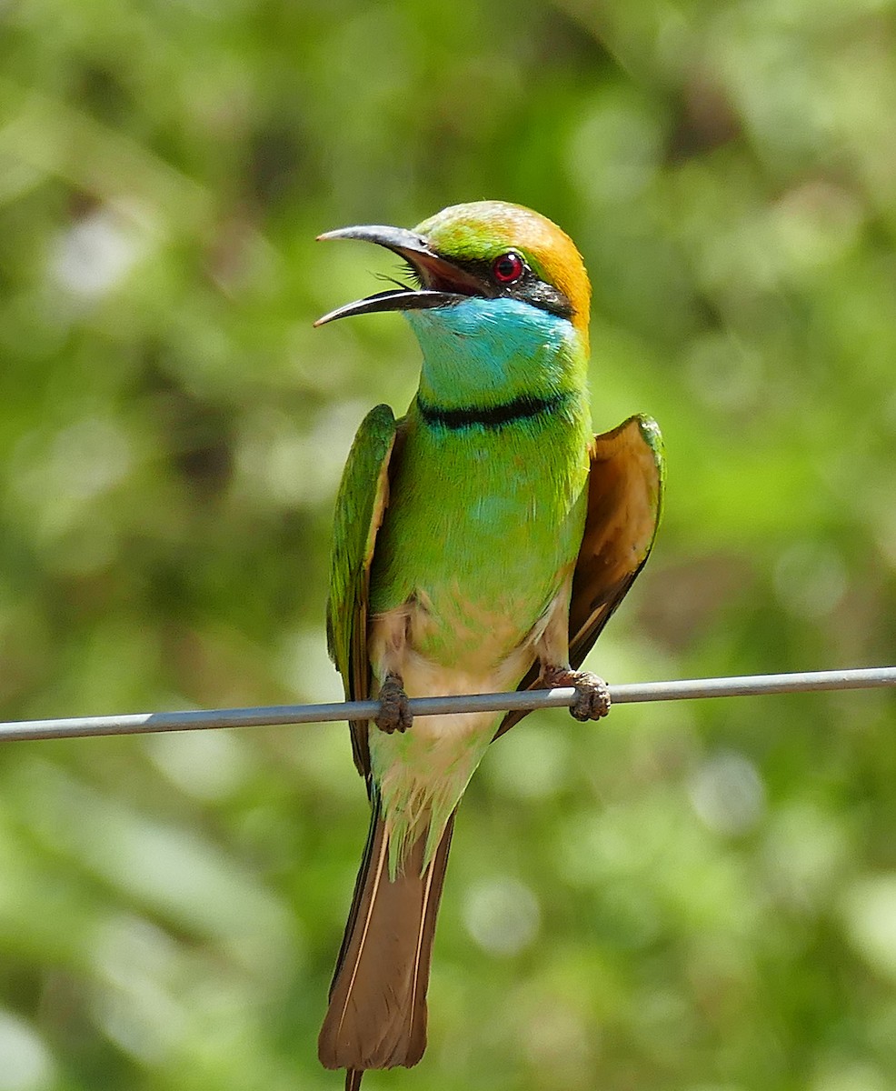 Asian Green Bee-eater - ML619798611