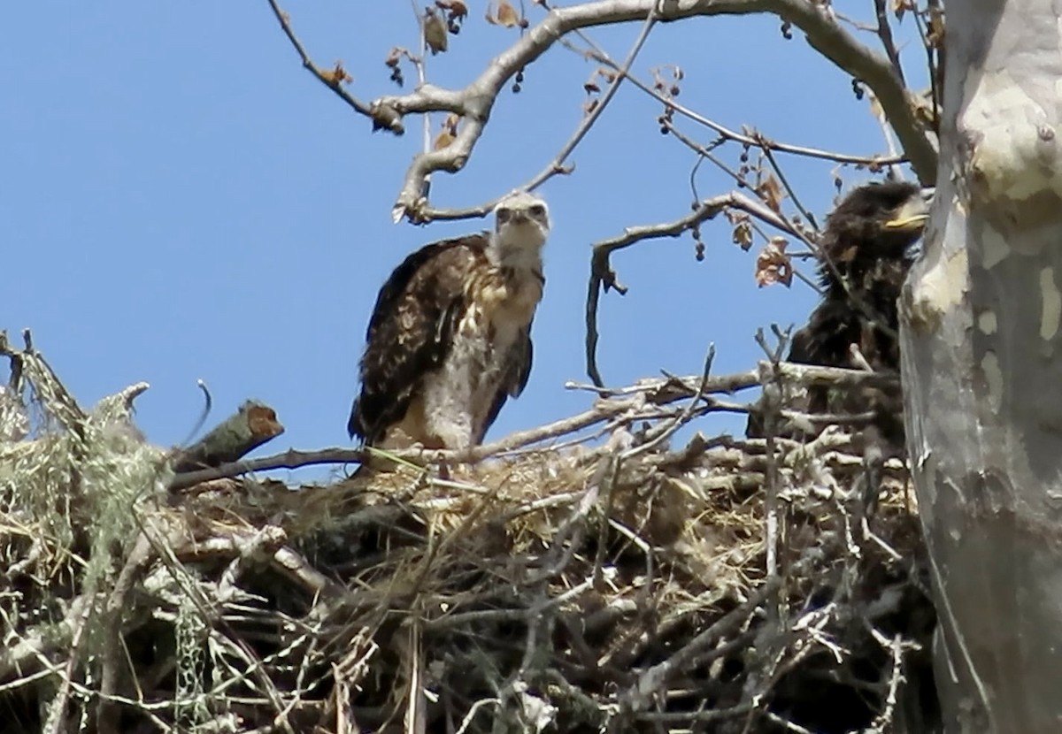 Red-tailed Hawk - ML619798657