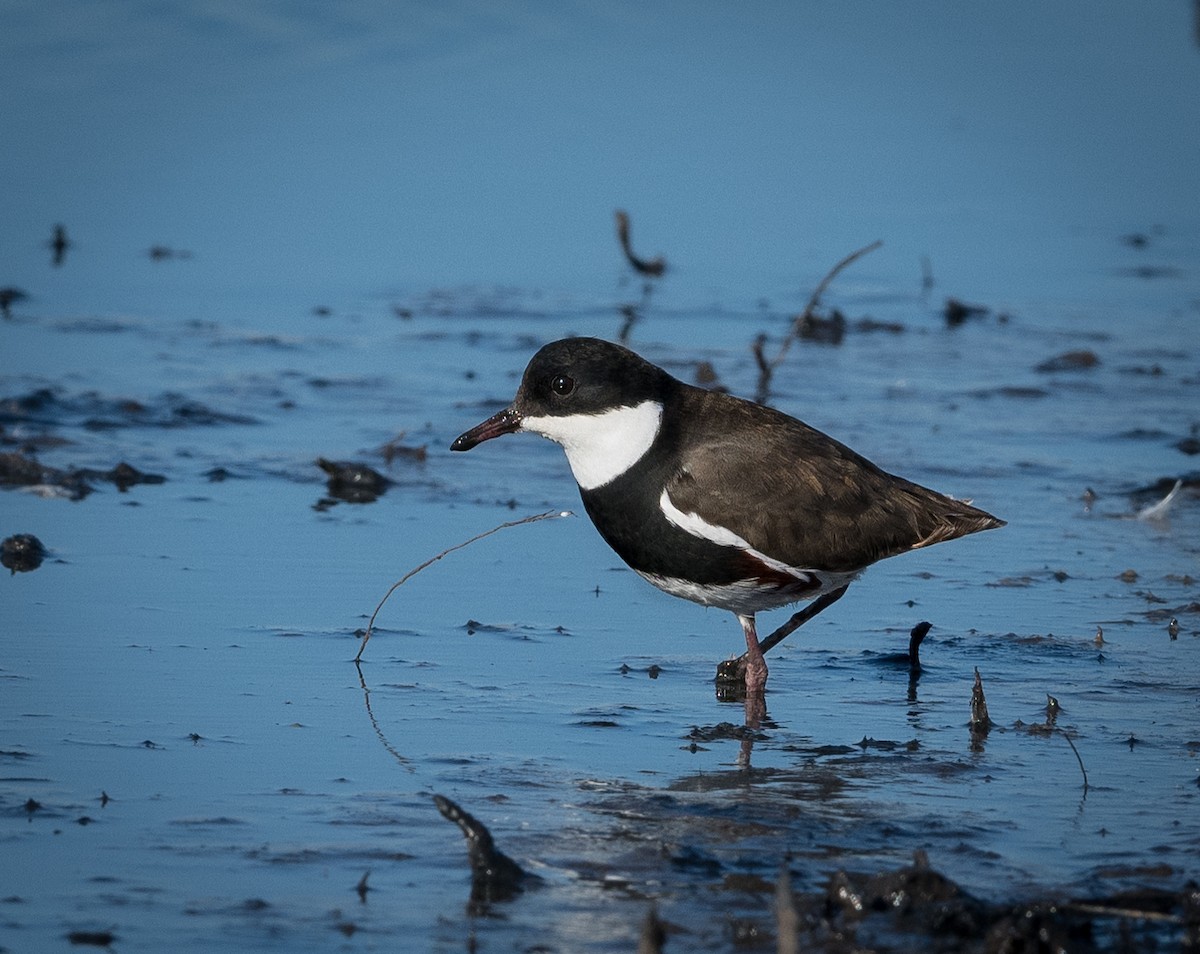 Red-kneed Dotterel - ML619798665