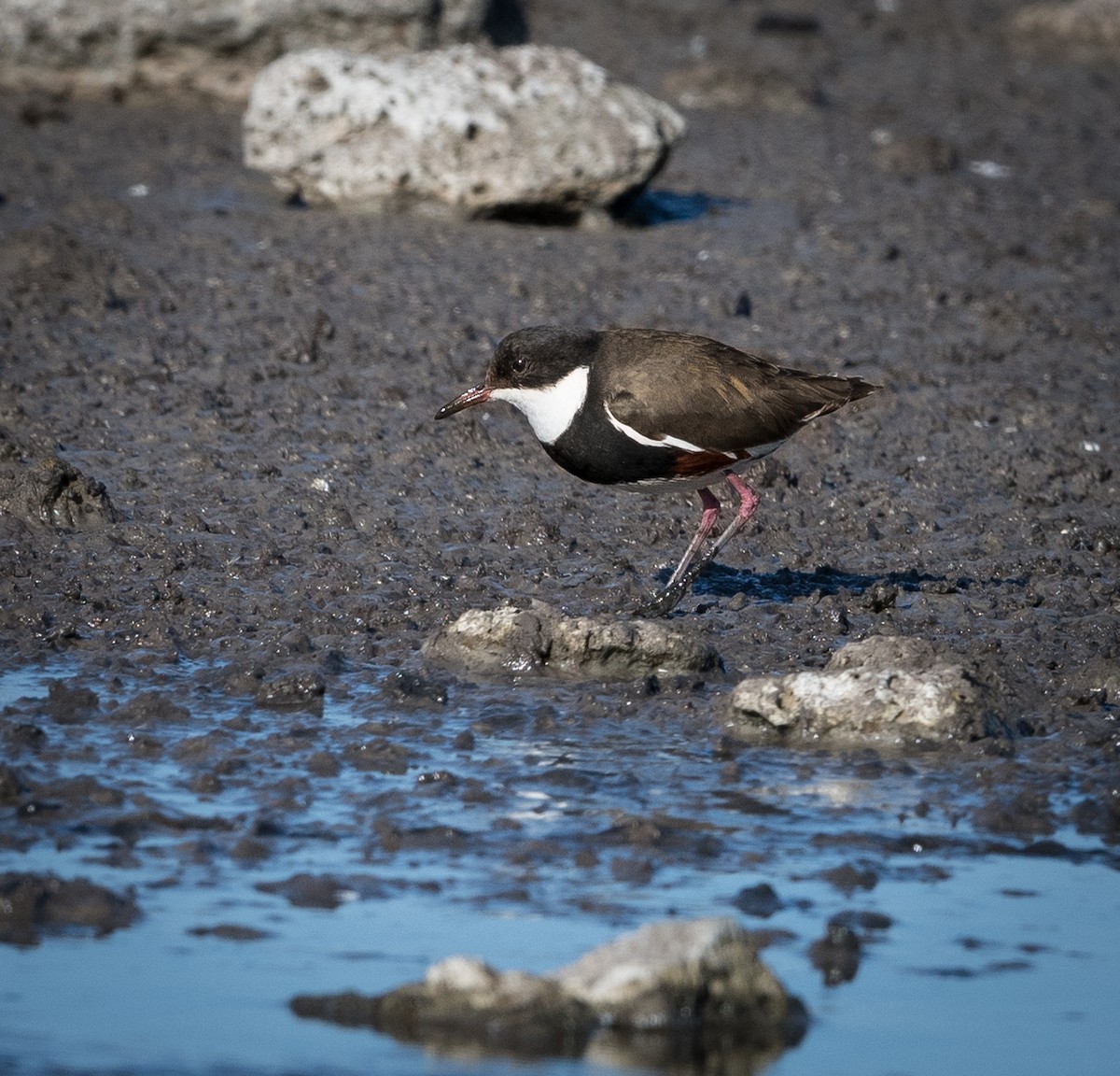 Red-kneed Dotterel - ML619798666