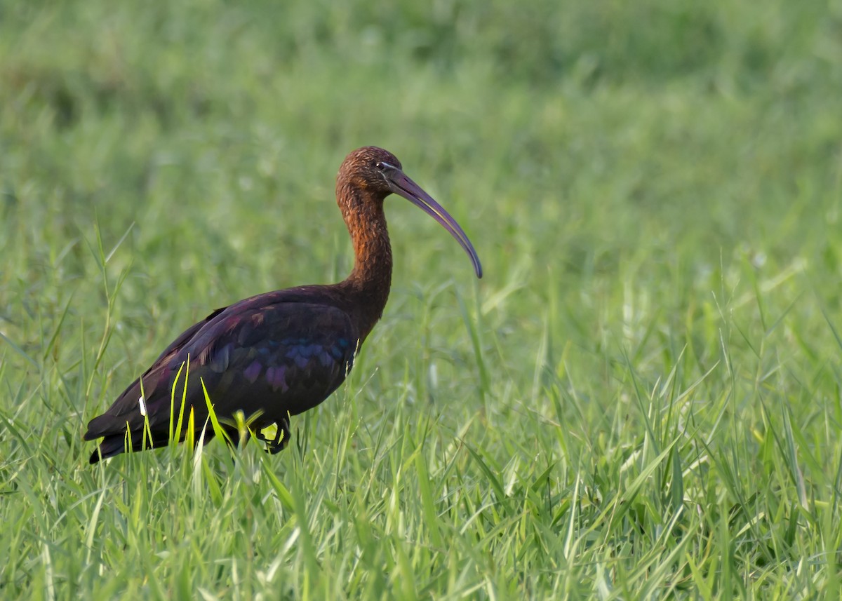 ibis hnědý - ML619798667