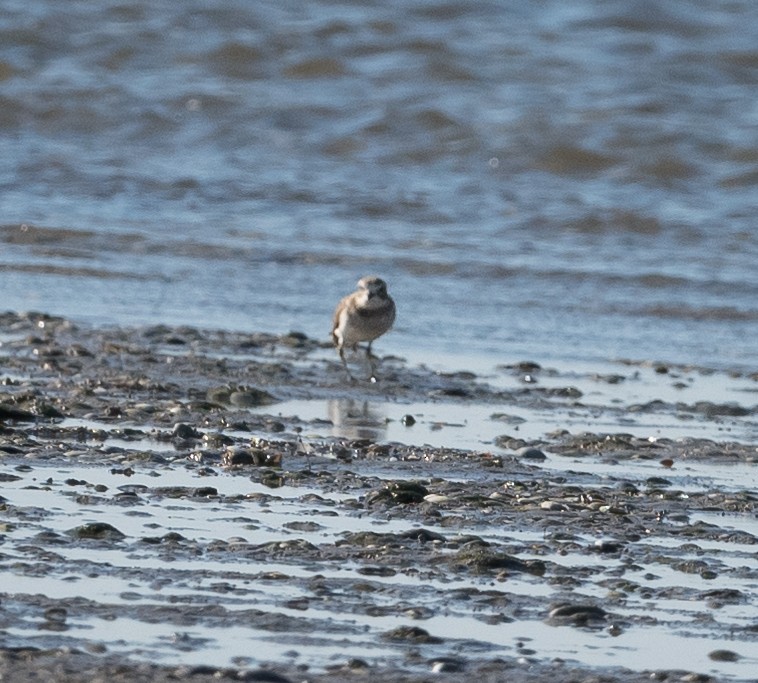 Double-banded Plover - ML619798676