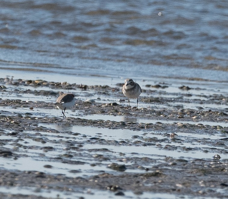 Double-banded Plover - ML619798677