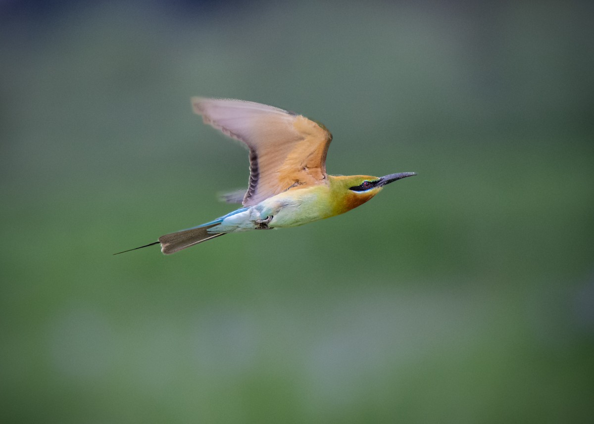 Blue-tailed Bee-eater - ML619798680