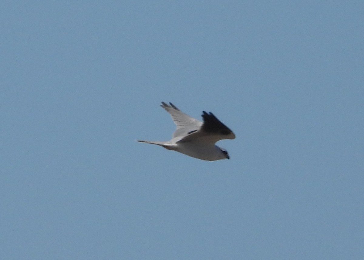 Black-shouldered Kite - ML619798731