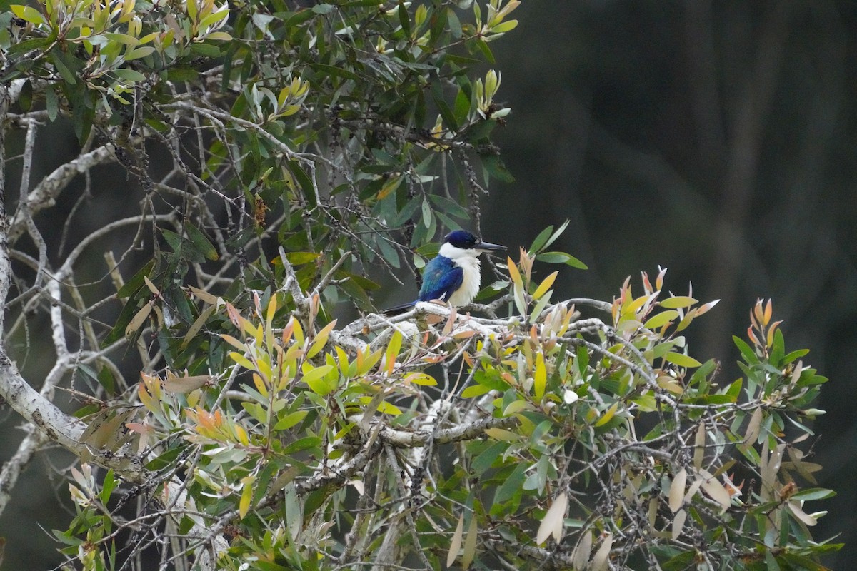 Forest Kingfisher - ML619798778