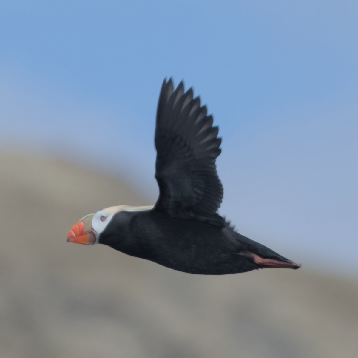 Tufted Puffin - ML619798783