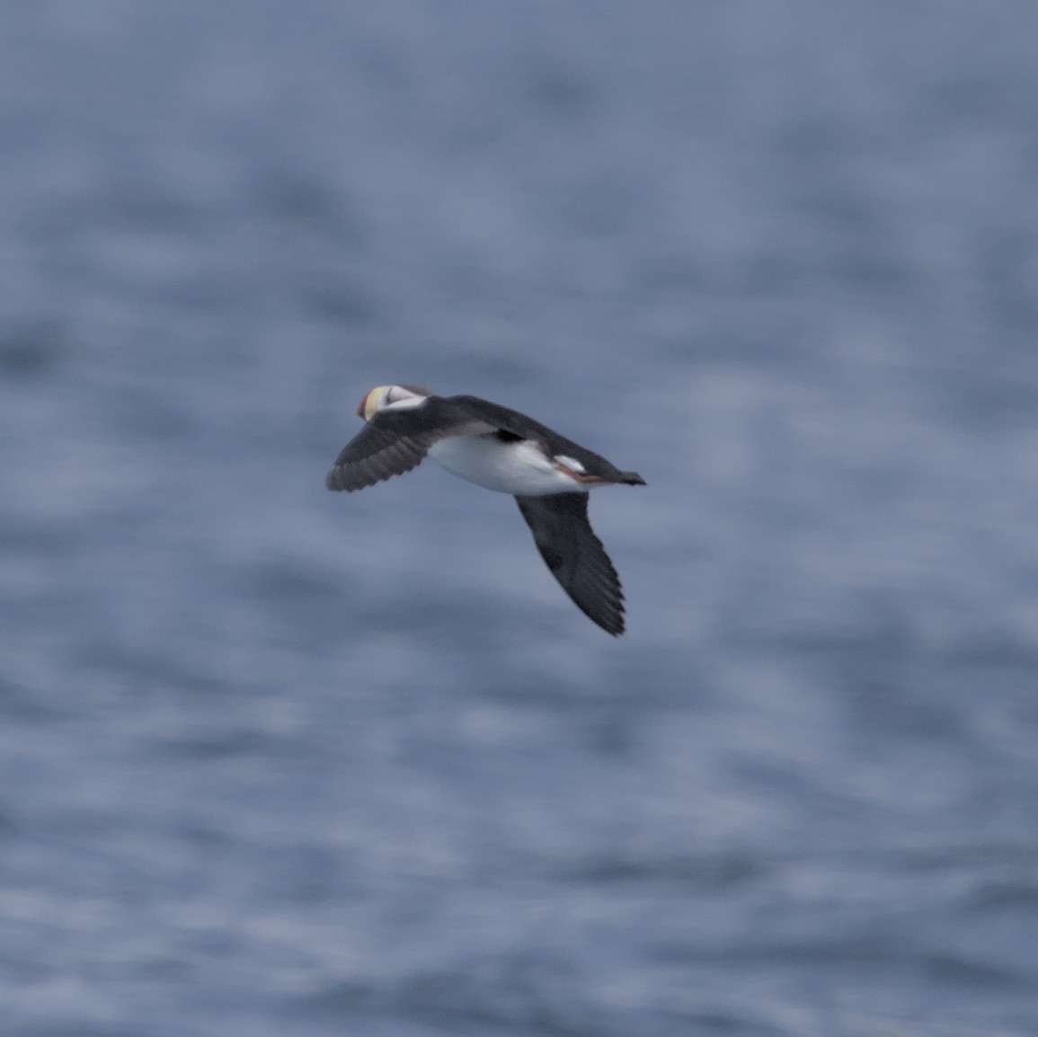 Horned Puffin - ML619798784