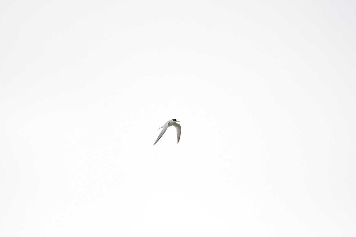 Little Tern - ML619798829