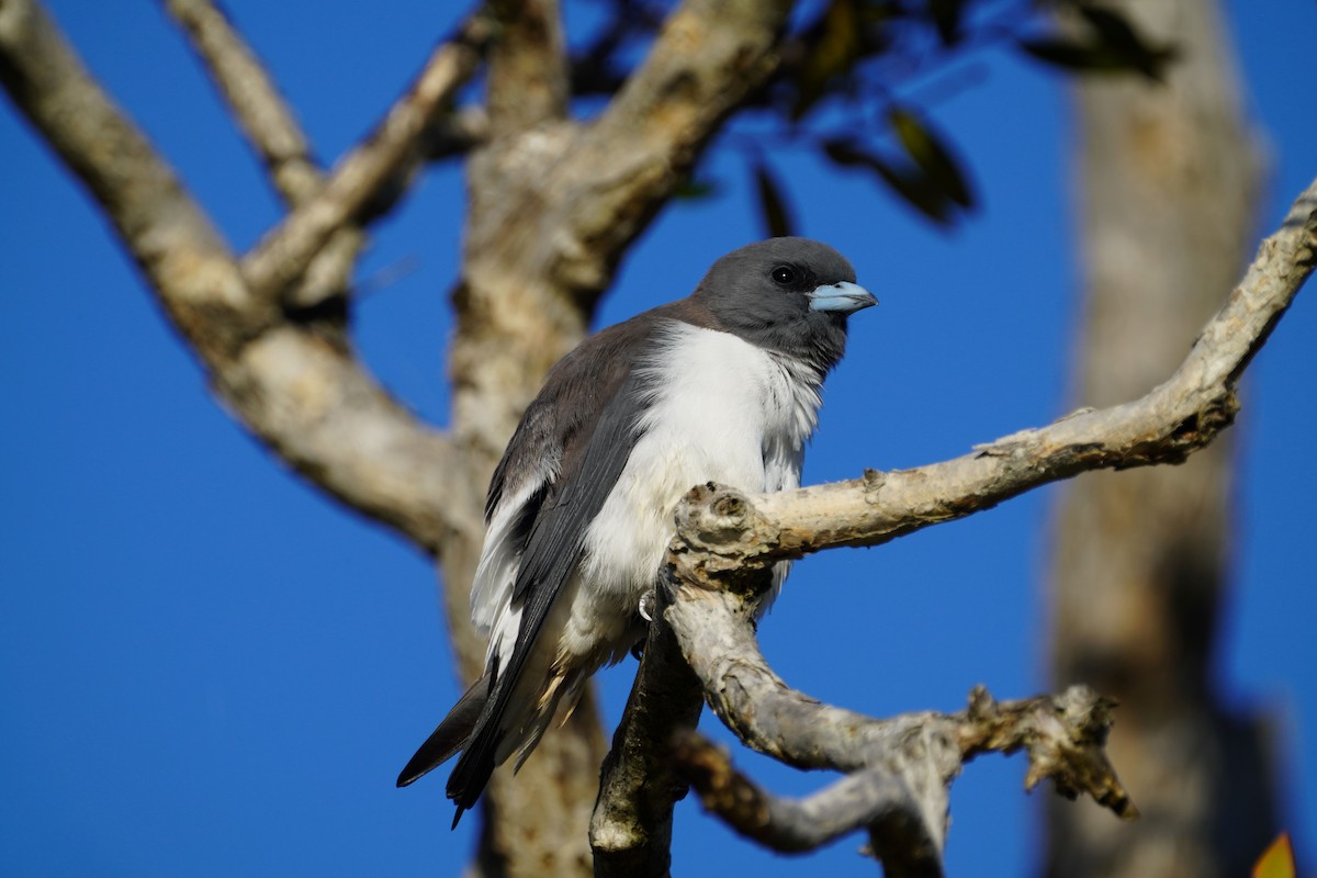White-breasted Woodswallow - ML619798861