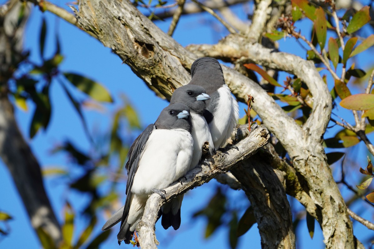 White-breasted Woodswallow - ML619798863