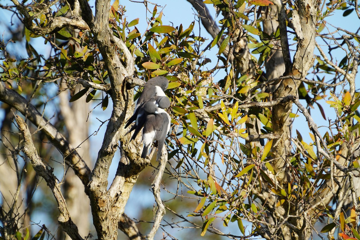 White-breasted Woodswallow - ML619798864