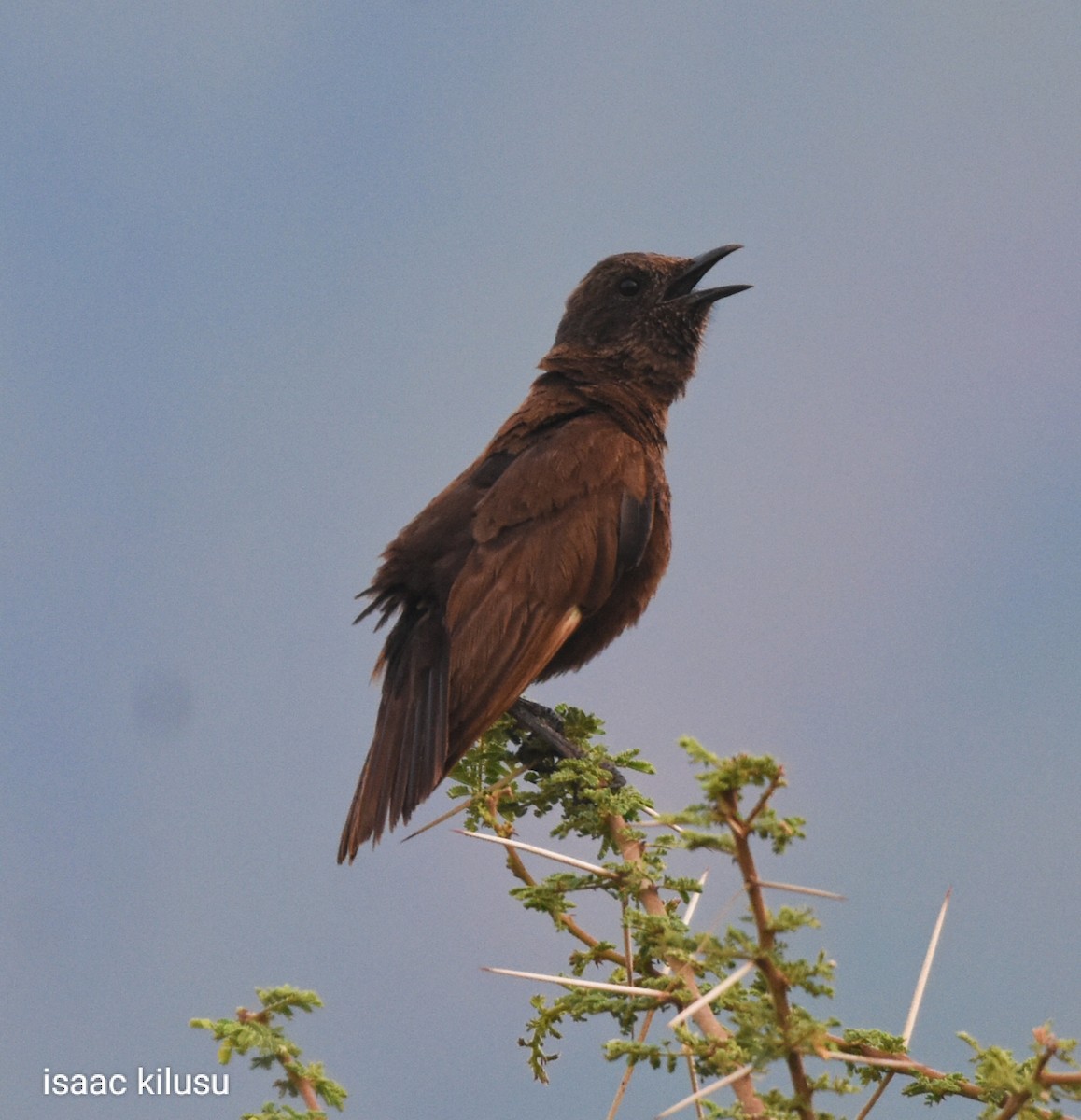 Northern Anteater-Chat - ML619798870