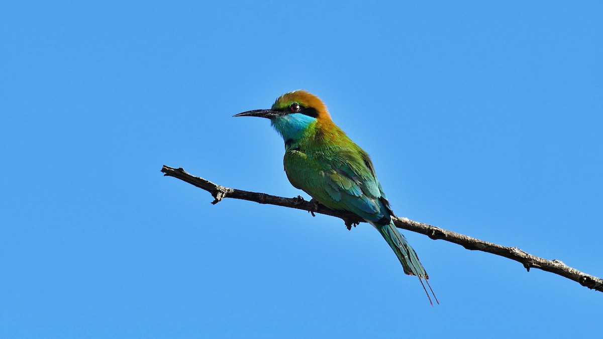 Asian Green Bee-eater - ML619798888