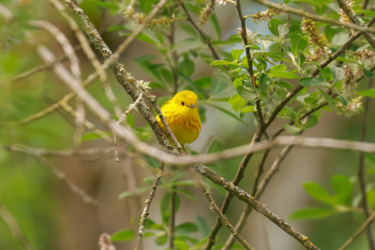 Yellow Warbler (Northern) - ML619798937