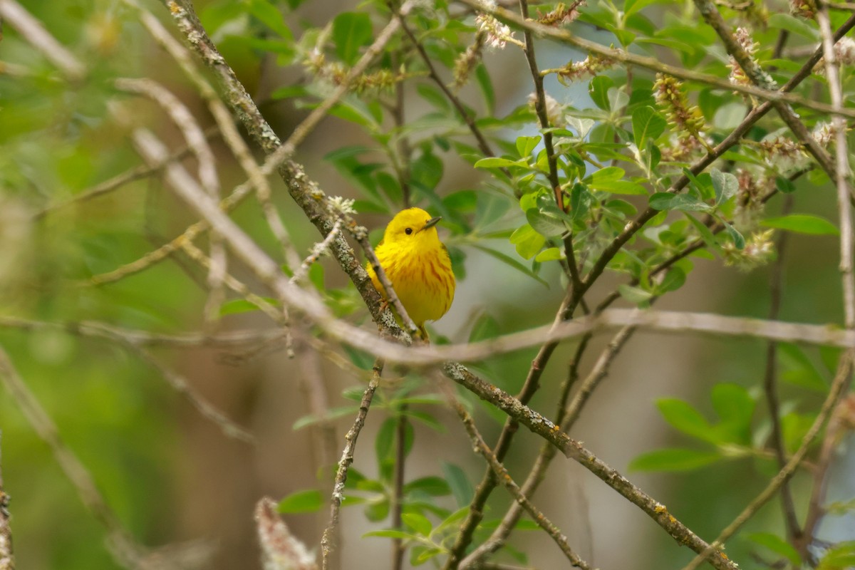 Yellow Warbler (Northern) - ML619798938