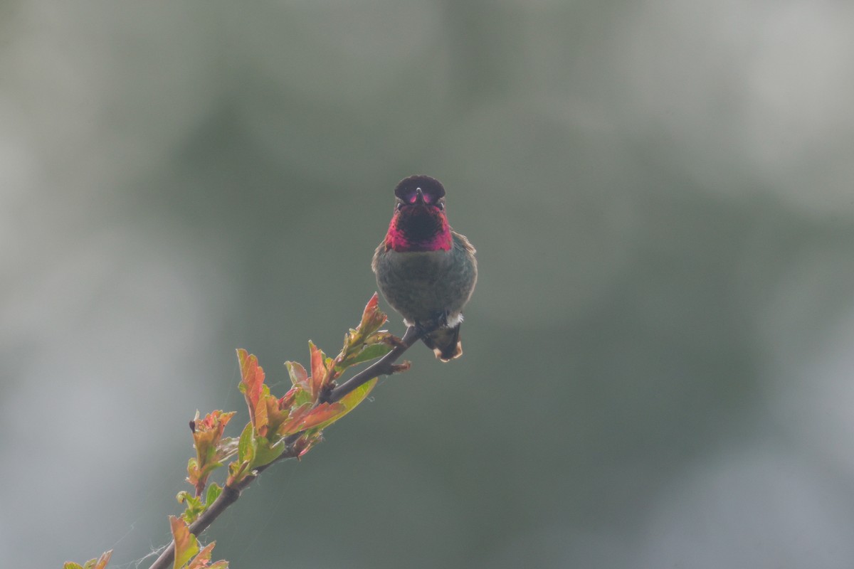Anna's Hummingbird - ML619798947