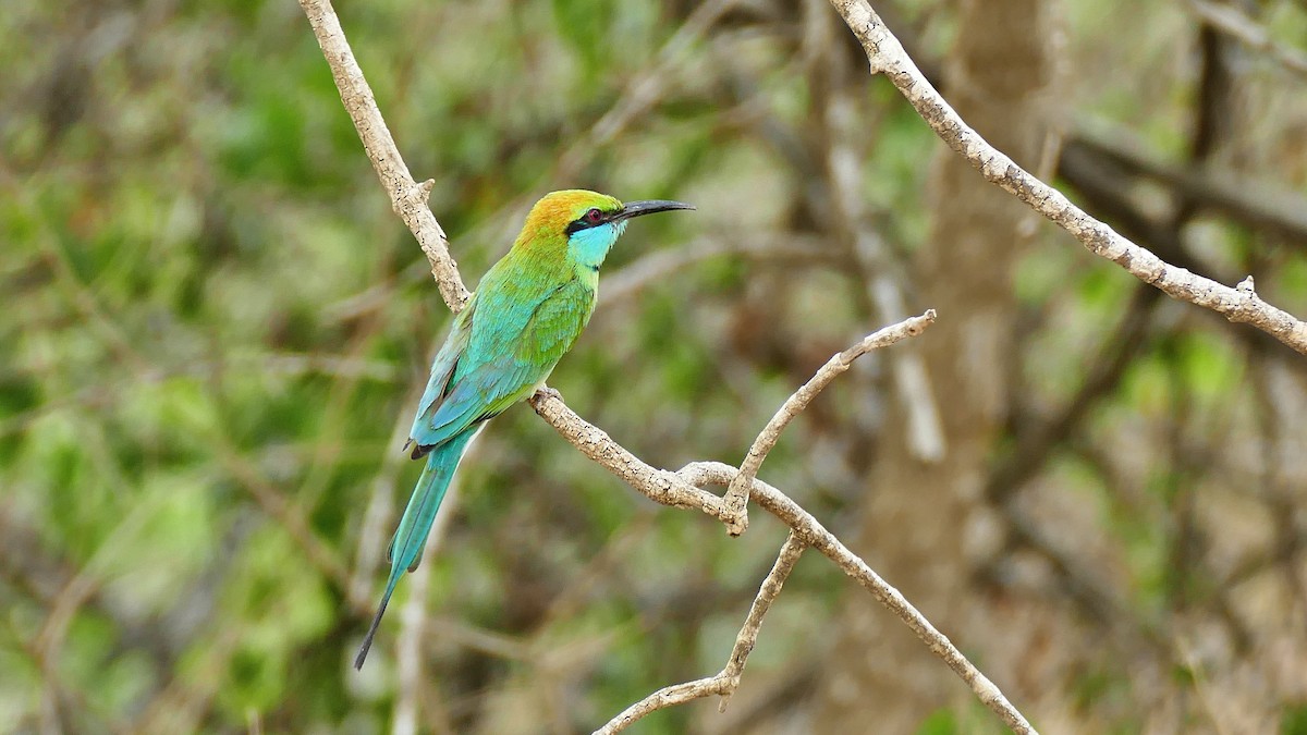 Asian Green Bee-eater - ML619798951