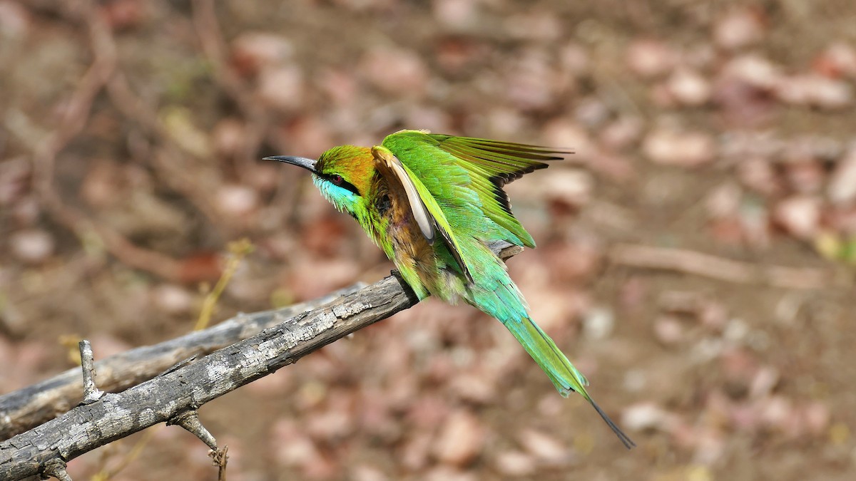 Asian Green Bee-eater - ML619798954