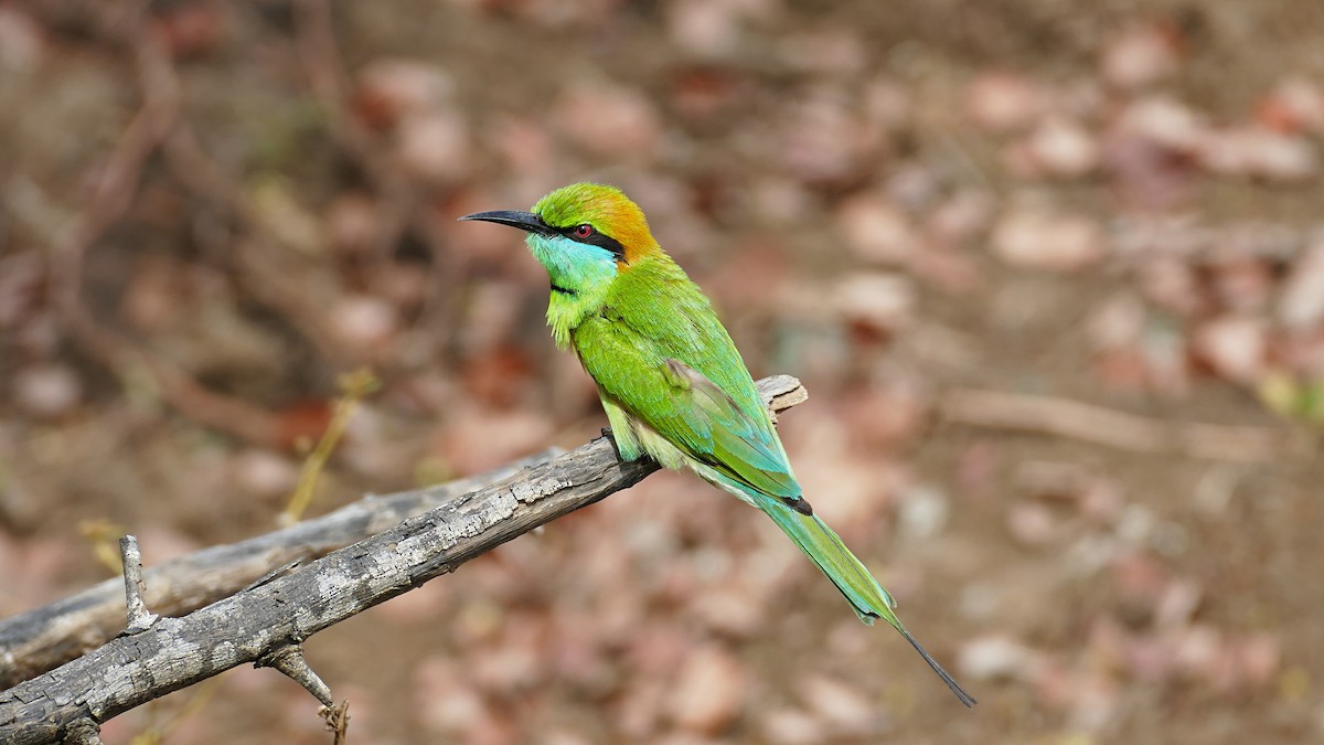 Asian Green Bee-eater - ML619798955