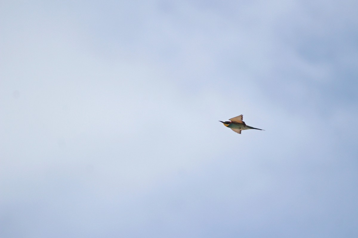 European Bee-eater - ML619798976