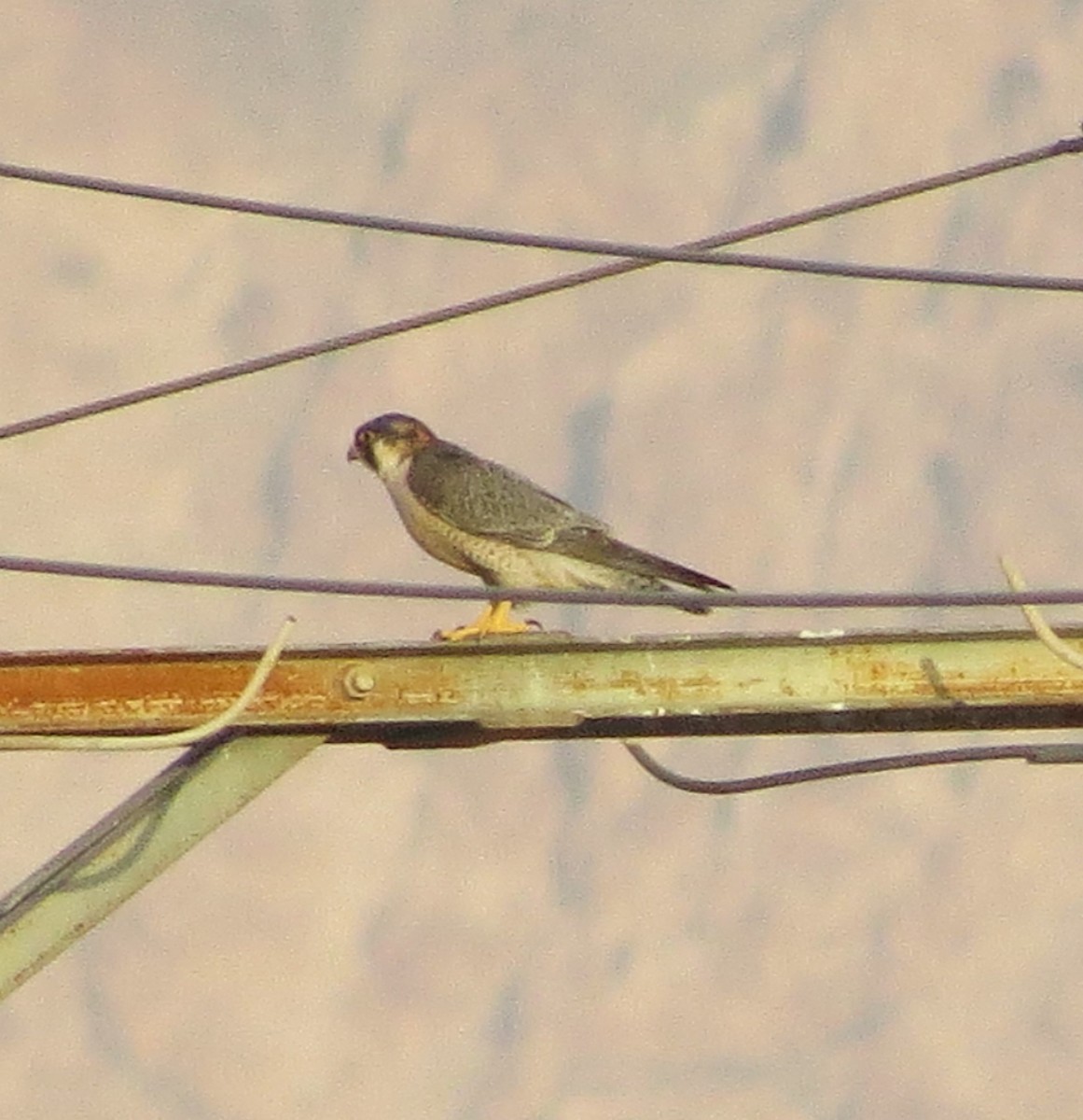 Peregrine Falcon (Barbary) - ML619798986