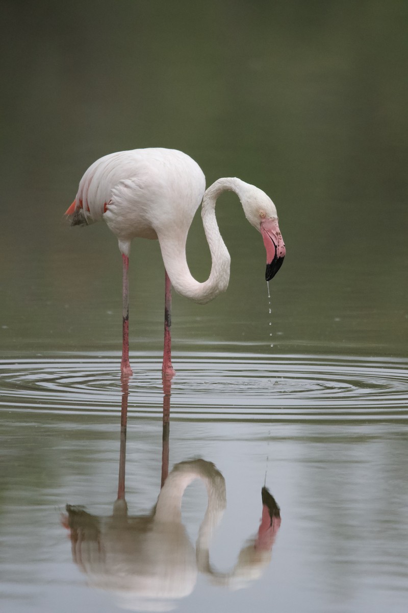 Greater Flamingo - ML619798988