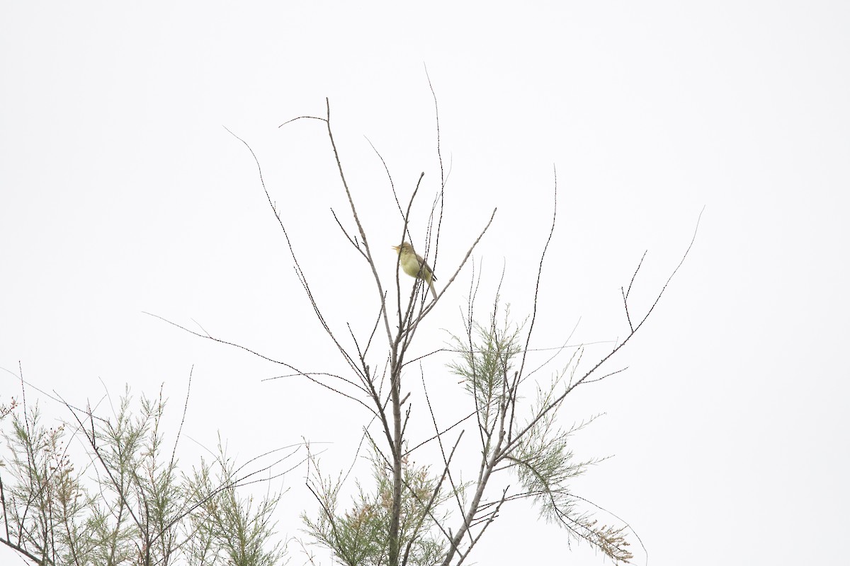 Melodious Warbler - ML619799004