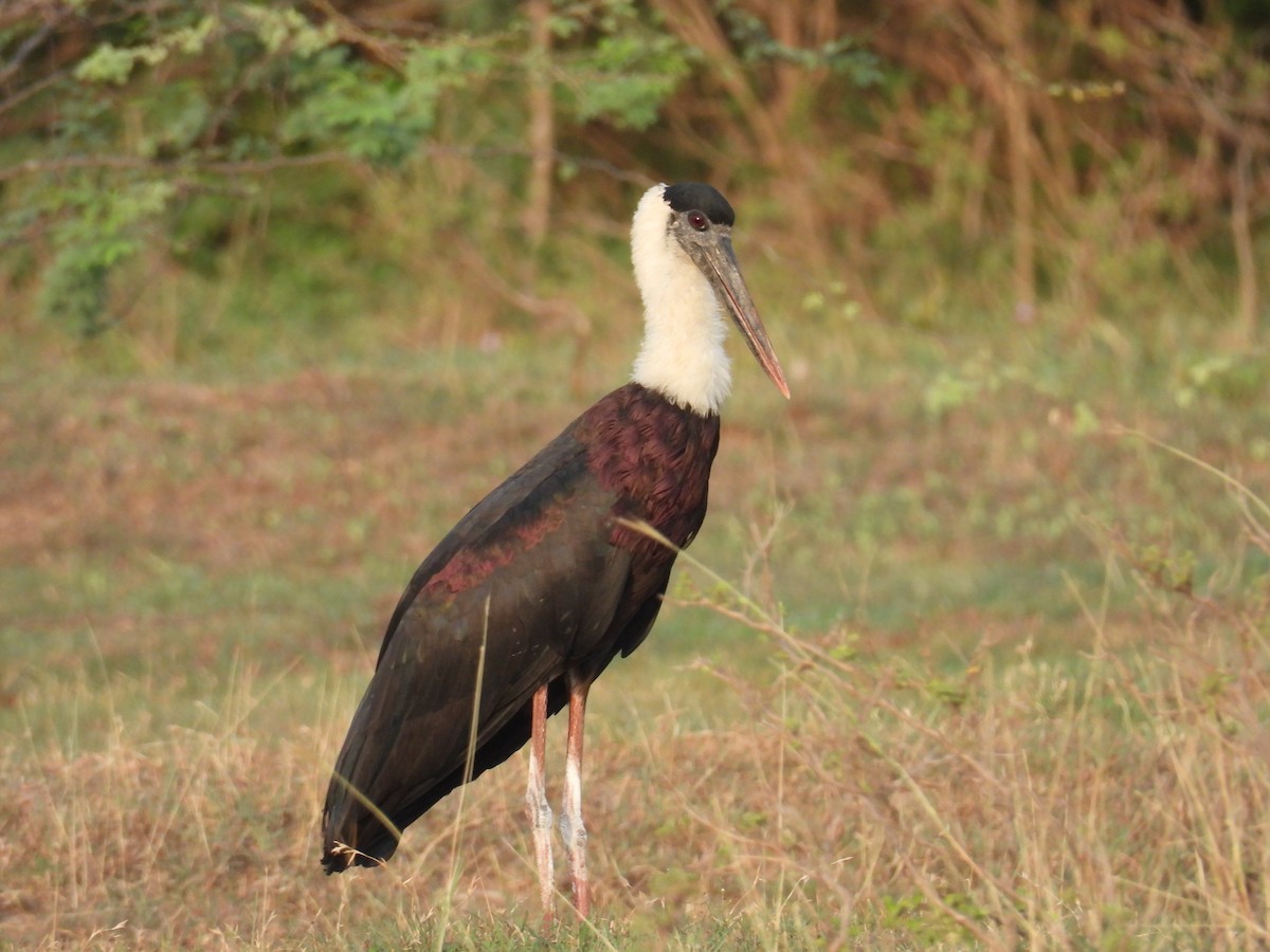 Asian Woolly-necked Stork - ML619799008