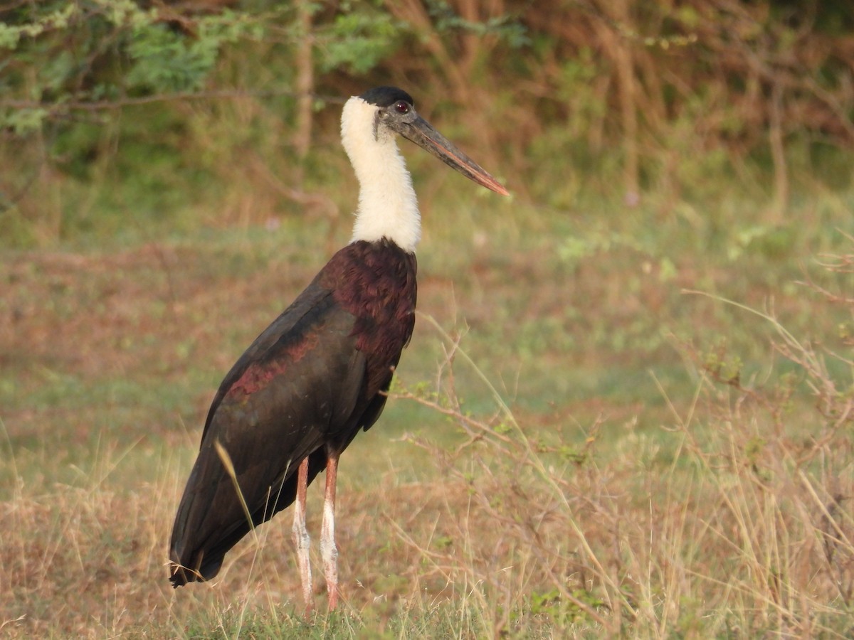 Asian Woolly-necked Stork - ML619799019