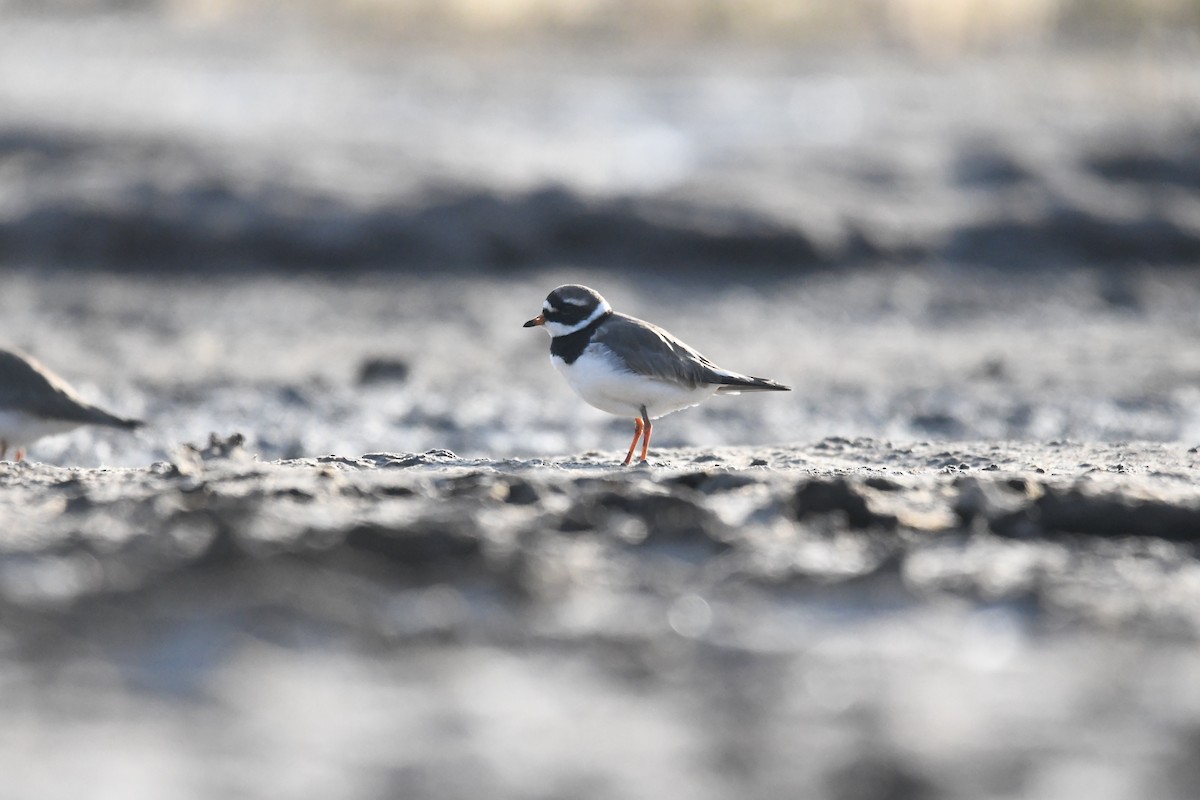 Common Ringed Plover - ML619799040