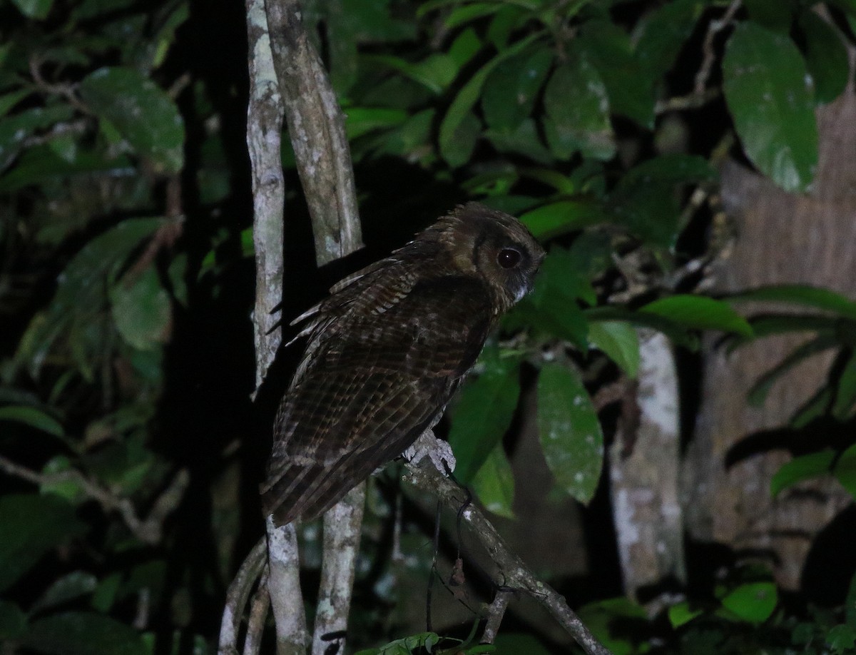 Brown Wood-Owl (Bornean) - ML619799066