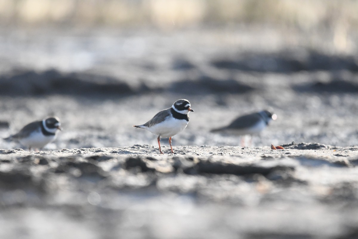 Common Ringed Plover - ML619799069