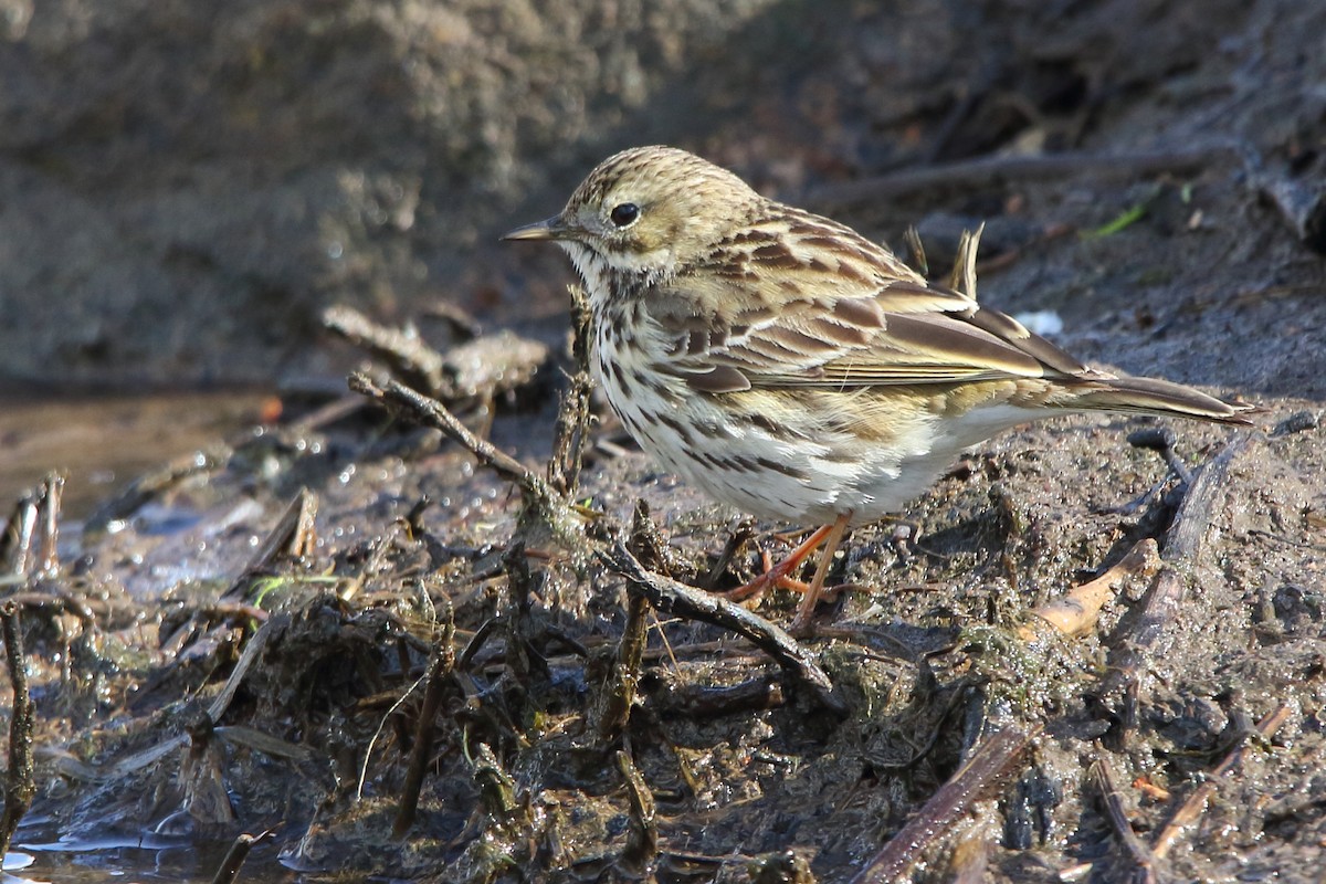 Meadow Pipit - ML619799082