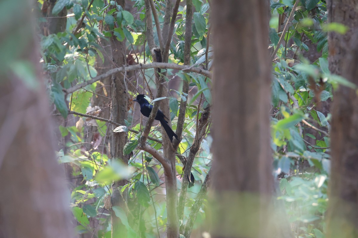 Greater Racket-tailed Drongo - ML619799109