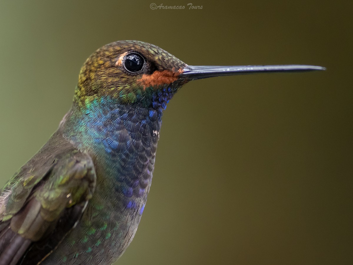 kolibřík irisový - ML619799113