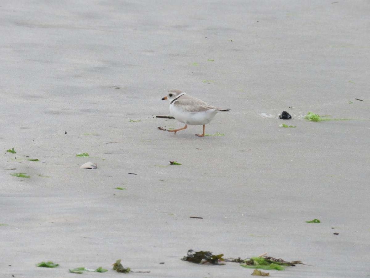 Piping Plover - ML619799195