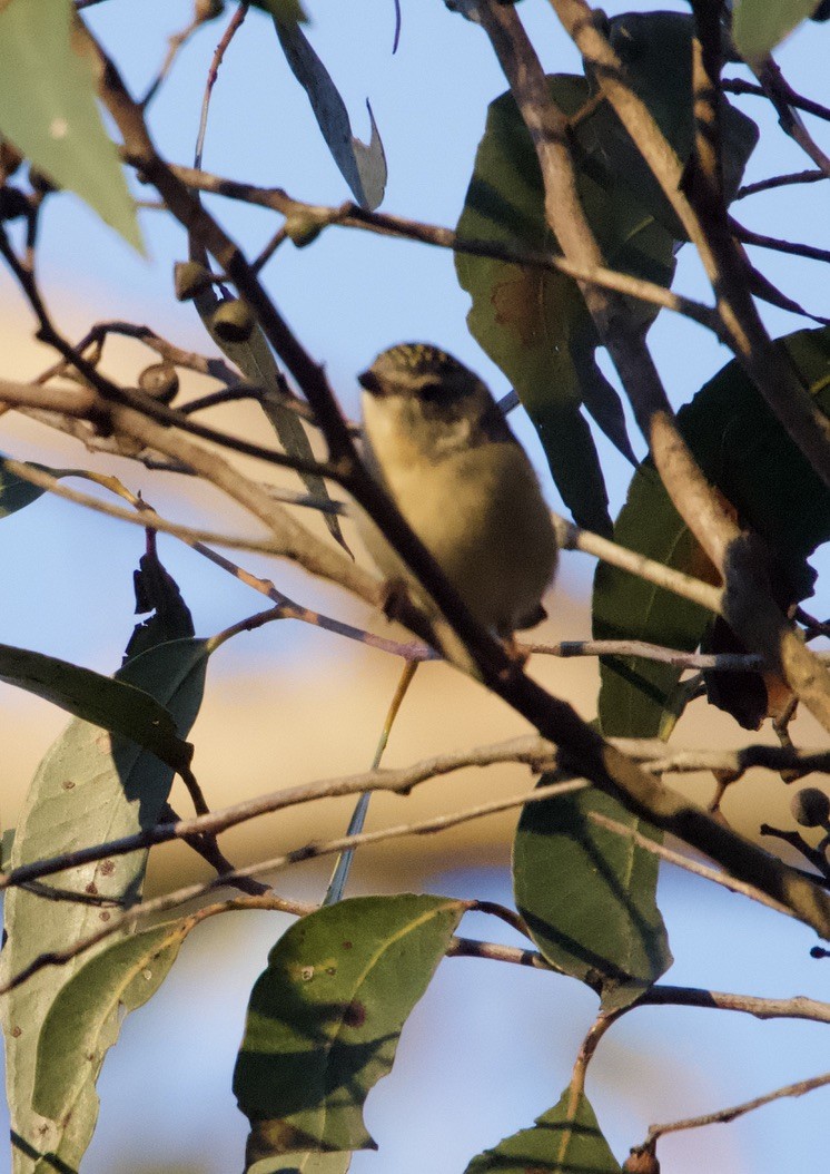 Spotted Pardalote - ML619799238