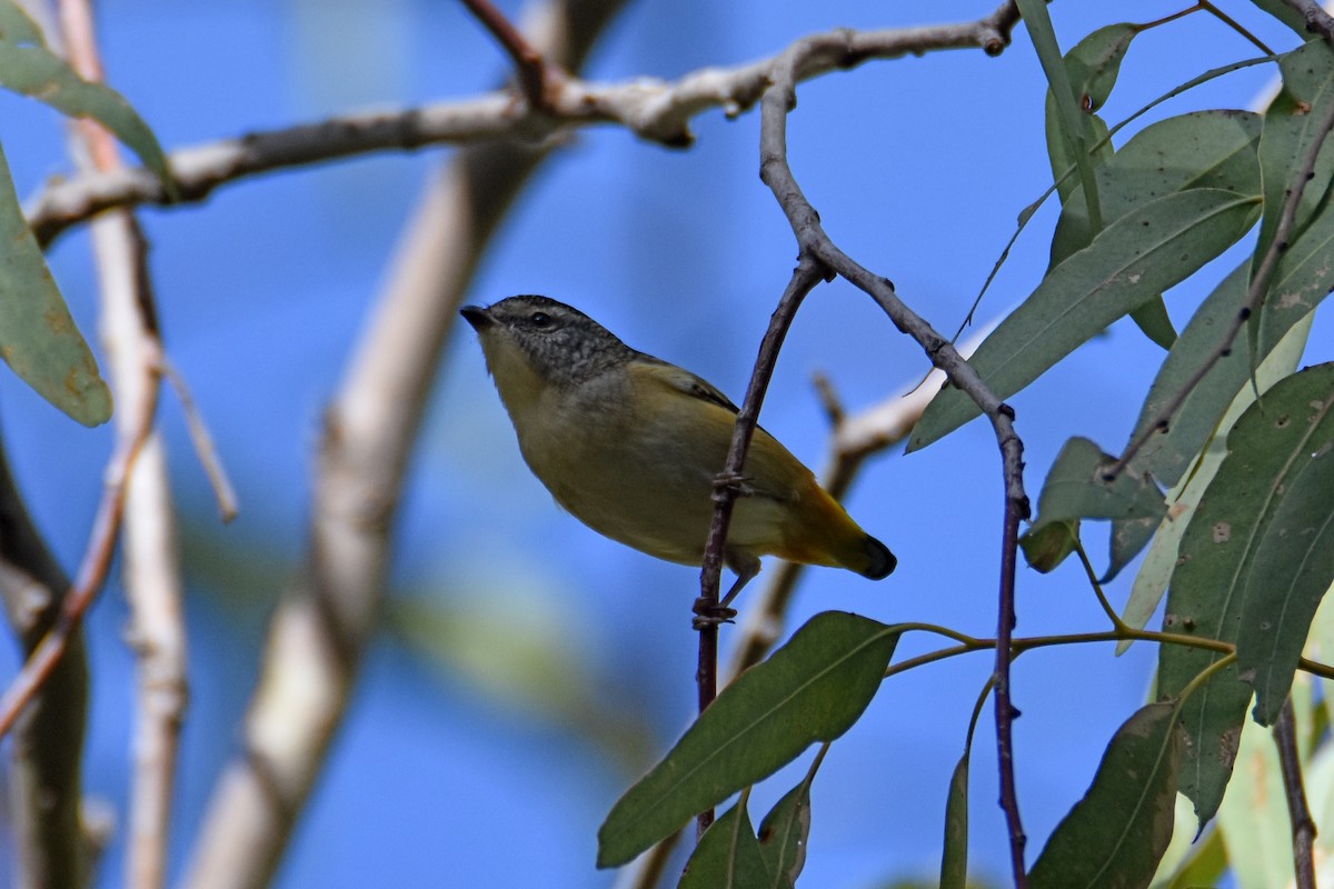 Spotted Pardalote - ML619799242