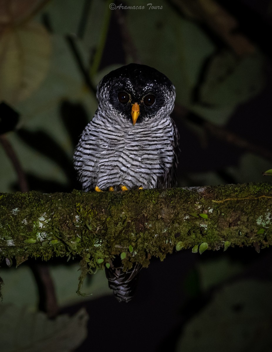 Black-and-white Owl - ML619799261