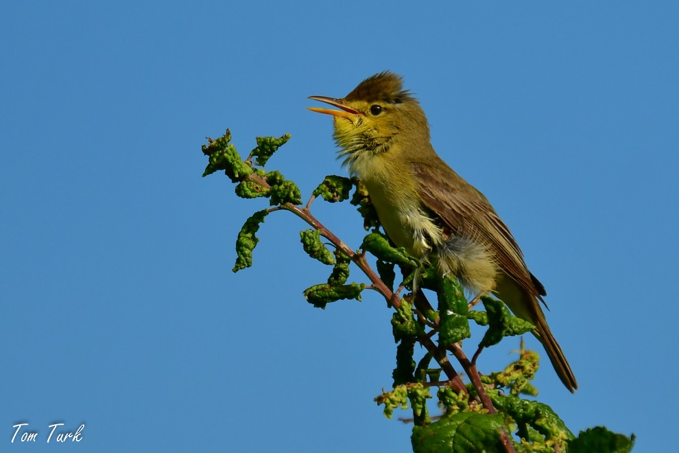 Melodious Warbler - ML619799329