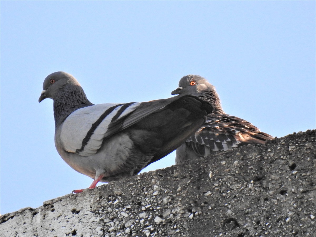 Pigeon biset (forme domestique) - ML619799336